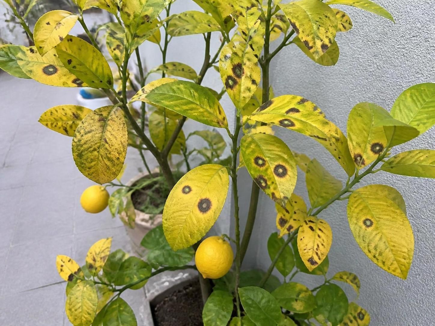 découvrez comment identifier les symptômes de la maladie du citronnier grâce à une photo claire et des conseils pratiques pour soigner votre arbre efficacement.