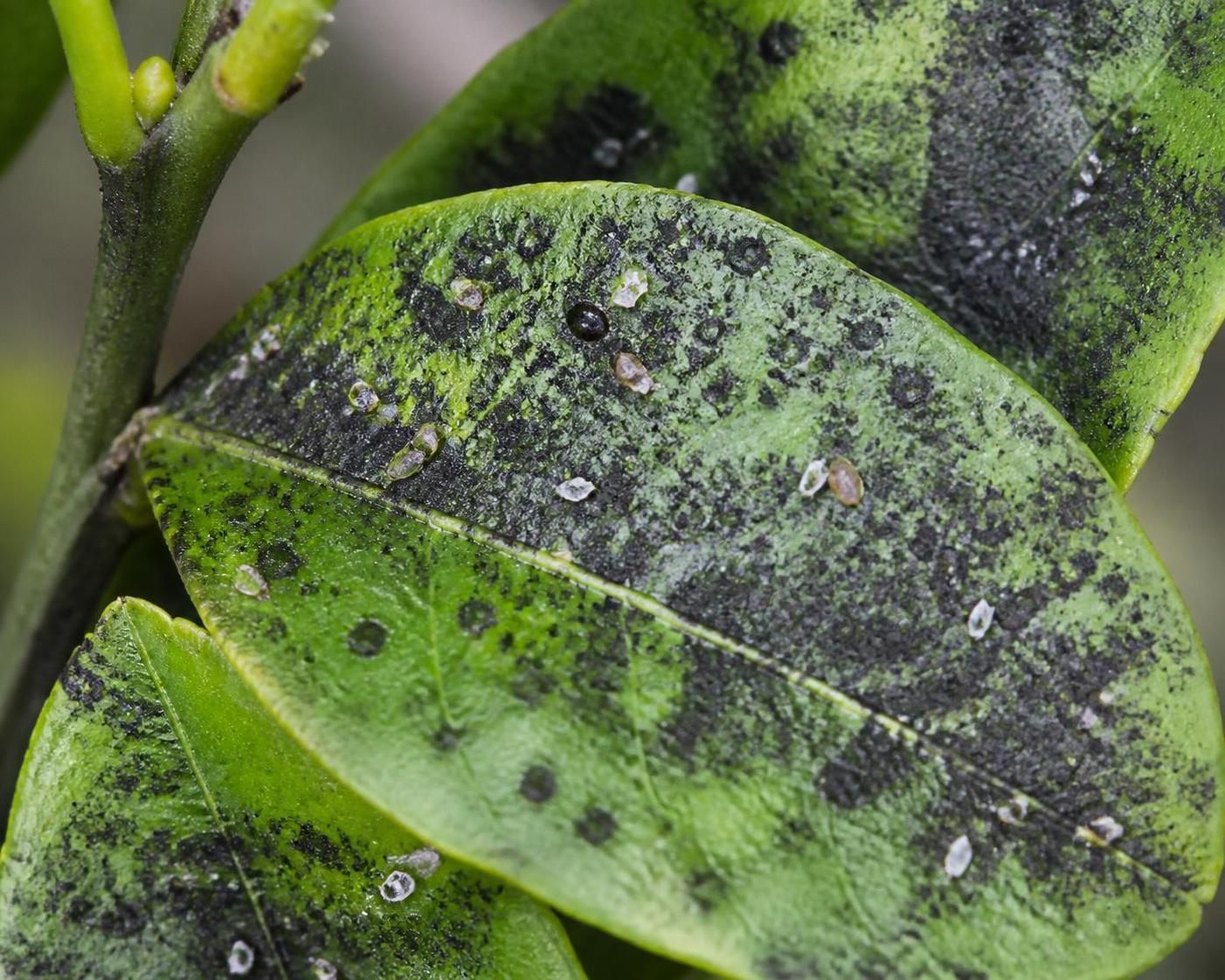 découvrez comment identifier les symptômes de la maladie du citronnier grâce à une photo claire et des explications précises pour protéger votre arbre efficacement.