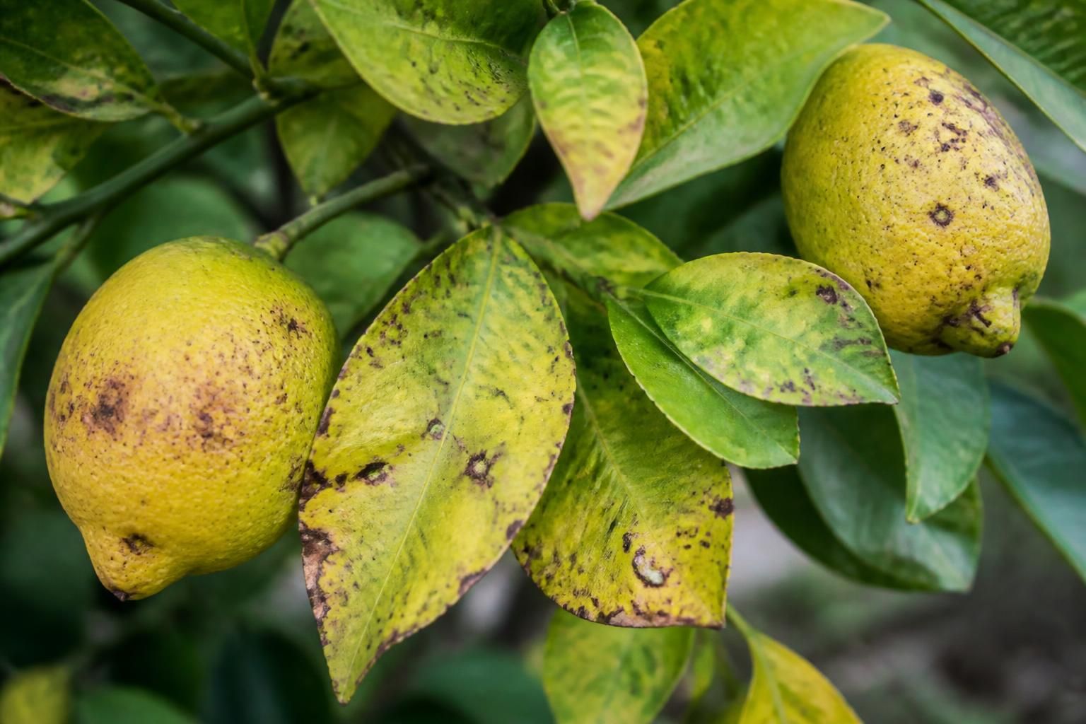 découvrez comment identifier les symptômes de la maladie du citronnier grâce à une photo claire et des conseils pratiques pour préserver la santé de votre arbre.