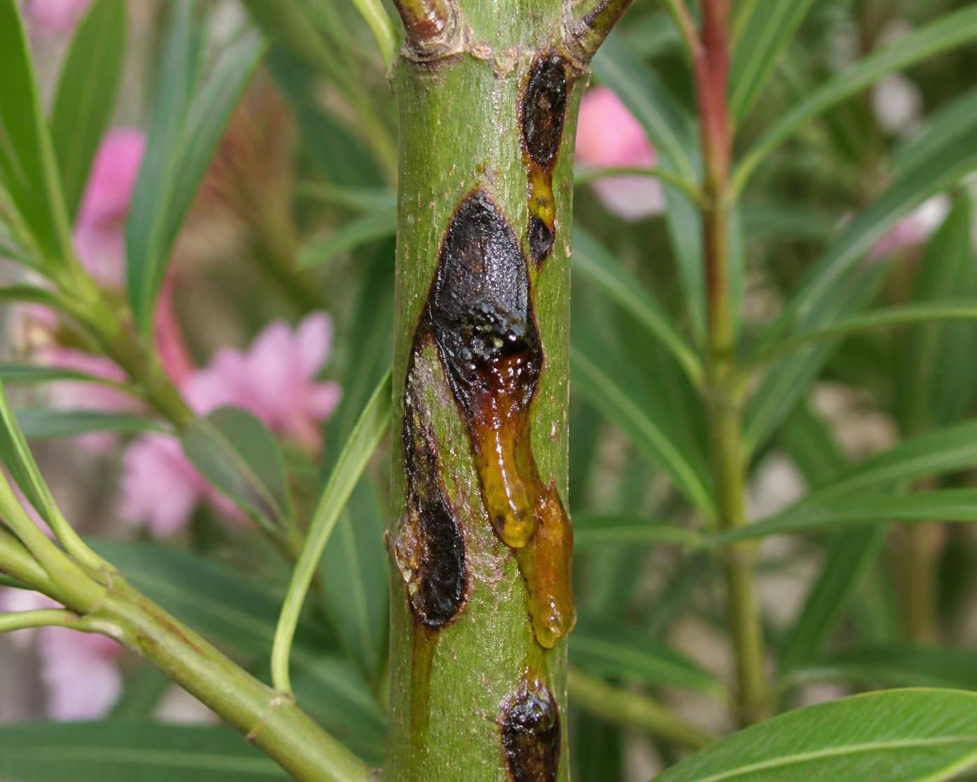 découvrez comment identifier les maladies du laurier rose grâce à une photo et apprenez les méthodes efficaces pour le soigner rapidement.