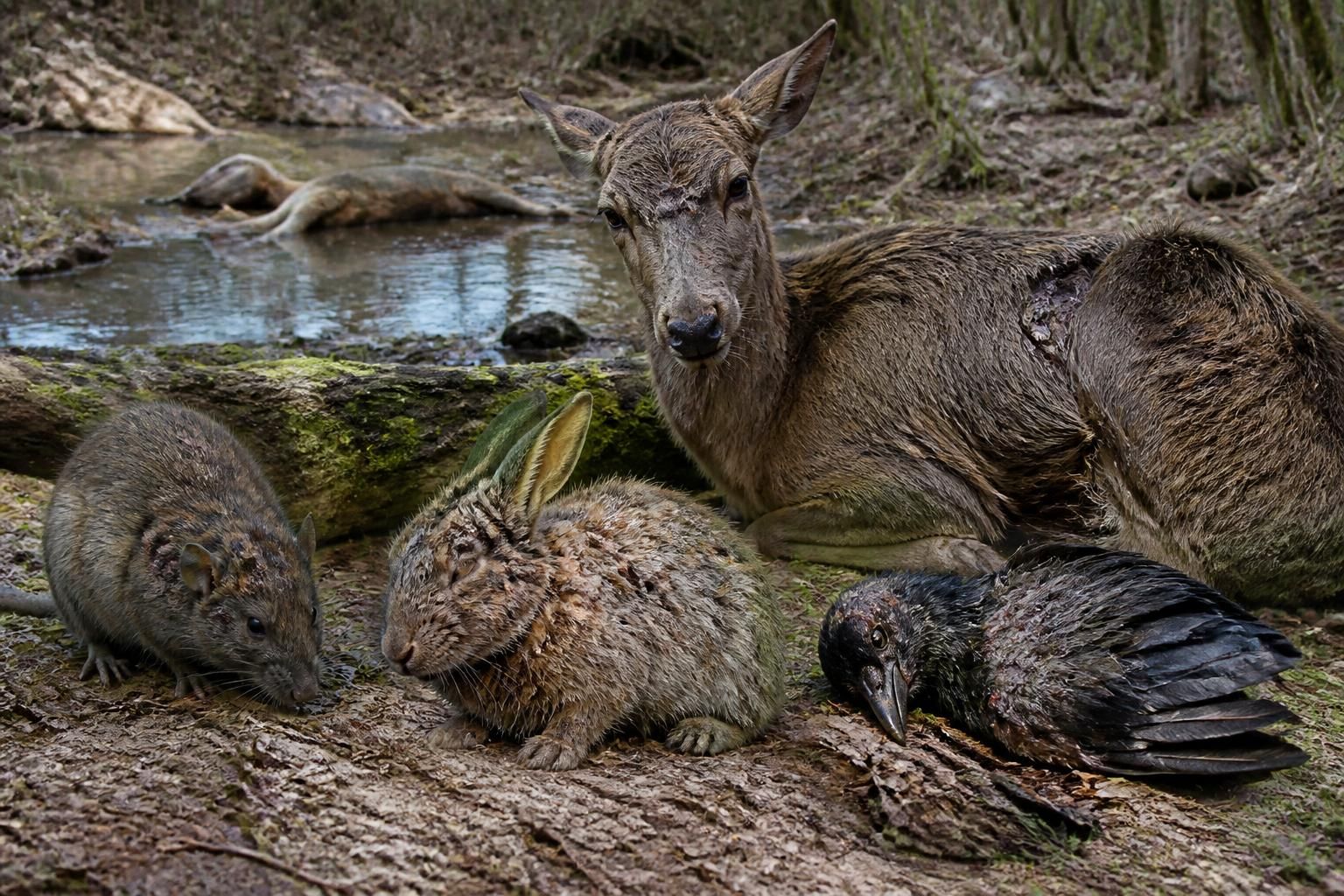 découvrez comment la peste affecte les animaux, les symptômes à surveiller et les conséquences sur leur santé et leur comportement.