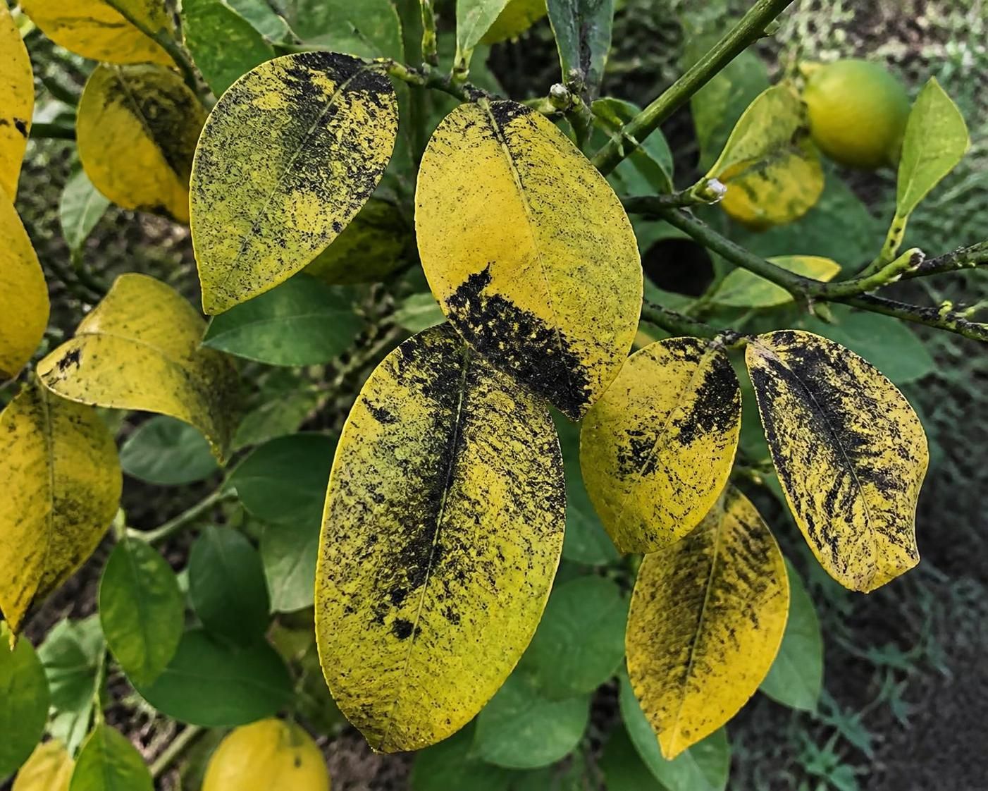 découvrez comment identifier les symptômes de la maladie des citronniers et apprenez les traitements efficaces pour protéger et soigner vos arbres fruitiers.