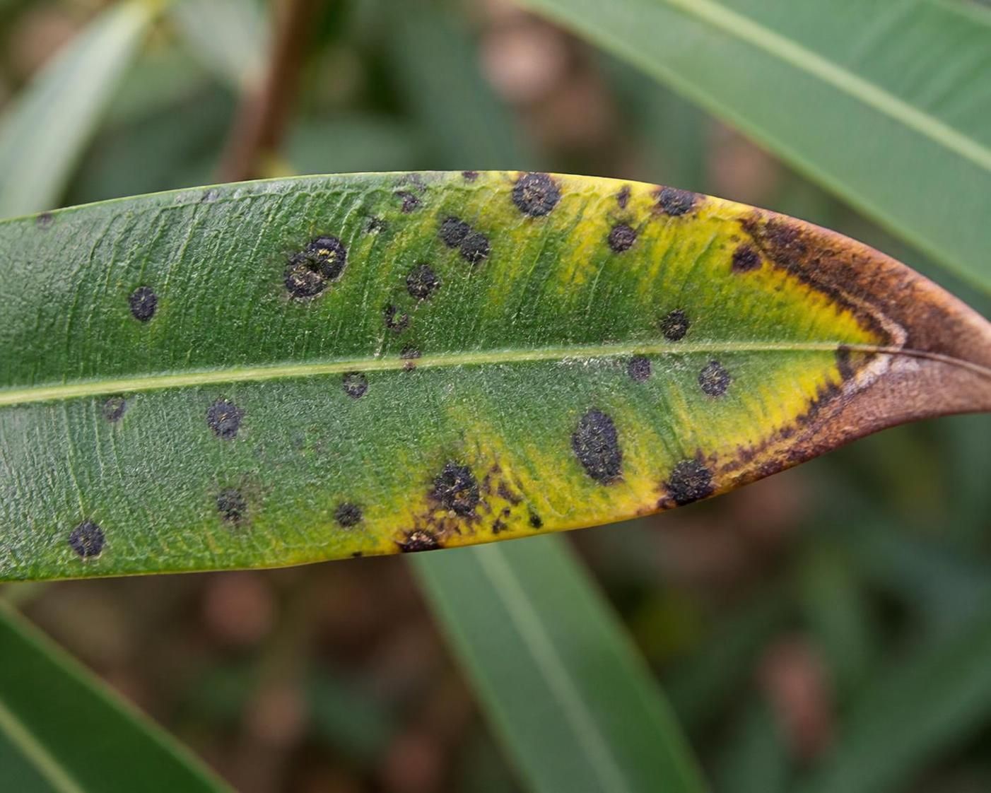 découvrez les symptômes, causes et traitements essentiels de la maladie des lauriers roses pour protéger et soigner vos plantes efficacement.