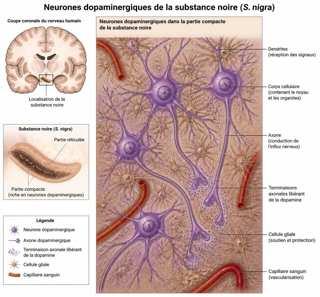 découvrez les approches innovantes et les recommandations 2026 pour les traitements contre la maladie de parkinson, visant à améliorer la qualité de vie des patients.